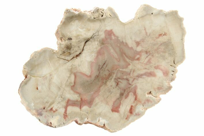 Polished Petrified Wood (Araucaria) End-Cut - Arizona #236580